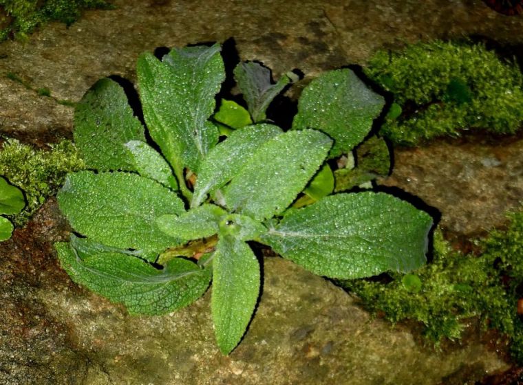 Digitalis purpurea — Common Foxglove