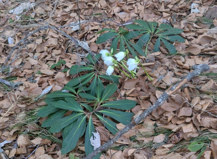 Helleborus niger — Black Hellebore