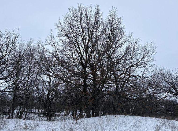 Quercus robur — Common Oak