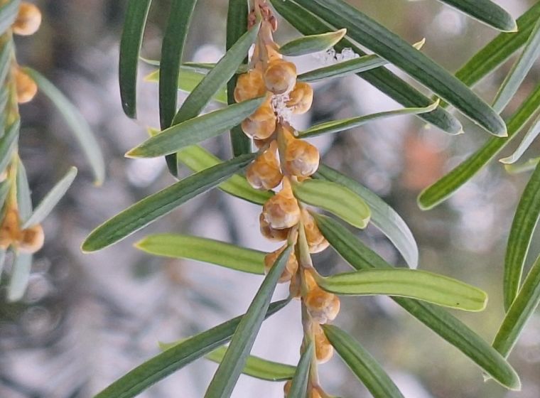 Taxus baccata — Common Yew